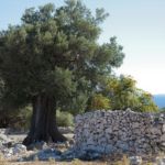 Lunjski maslinik i suhozidi