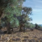 Stoljetni masliničić - Vrtovi