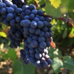 Grožđe